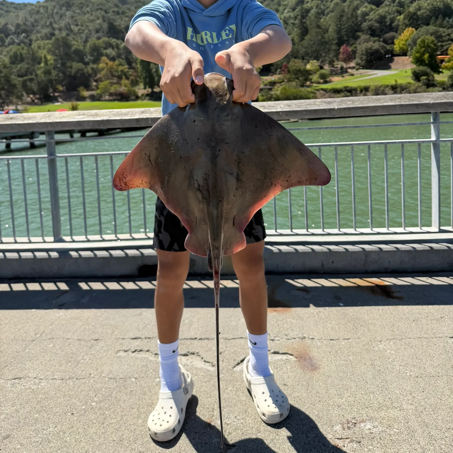 Bat eagle ray caught on Fishbrain