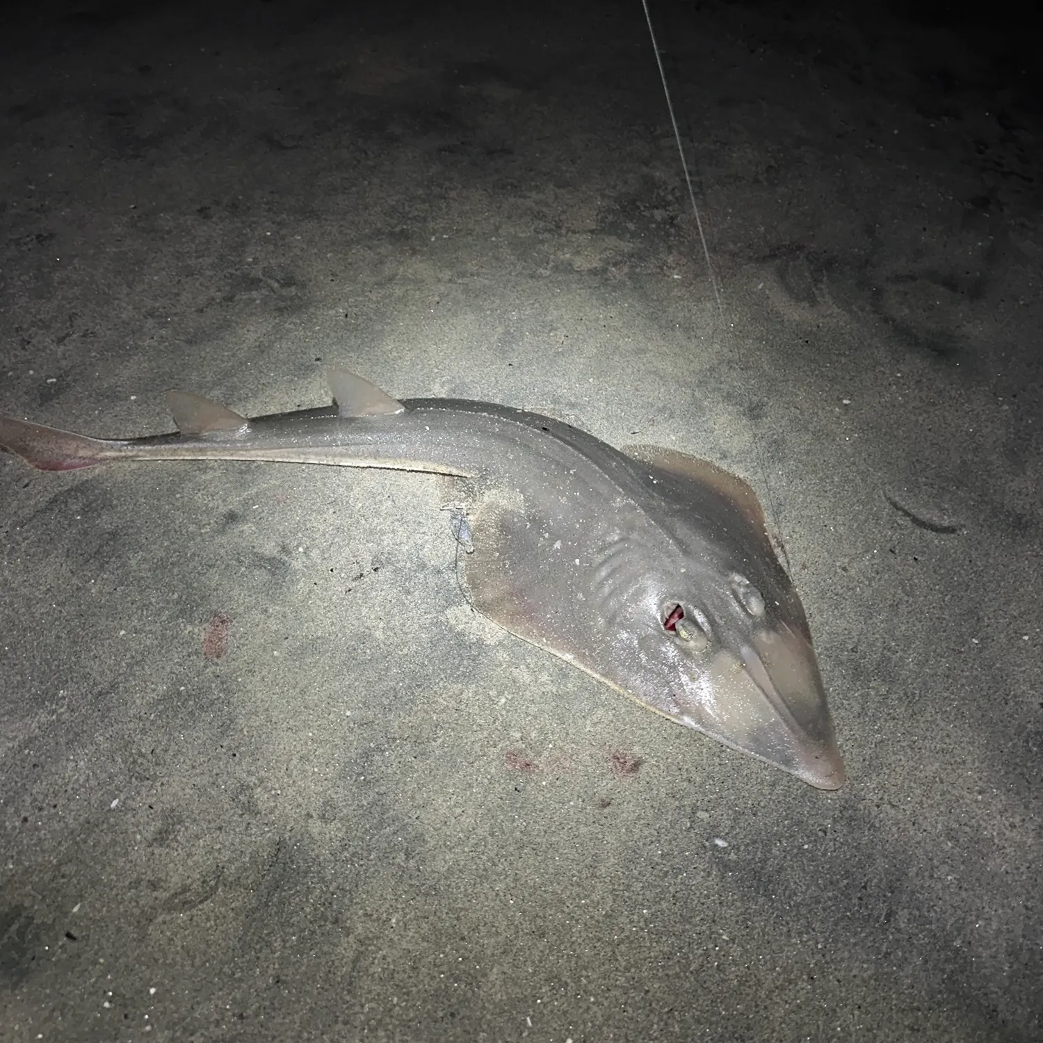 Pacific shovelnose guitarfish caught on Fishbrain