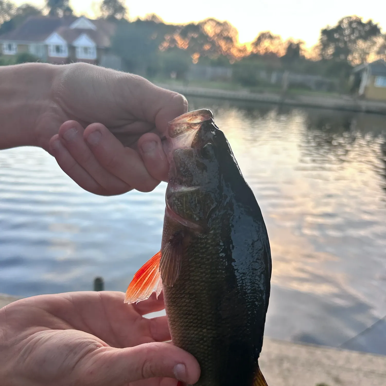 catch