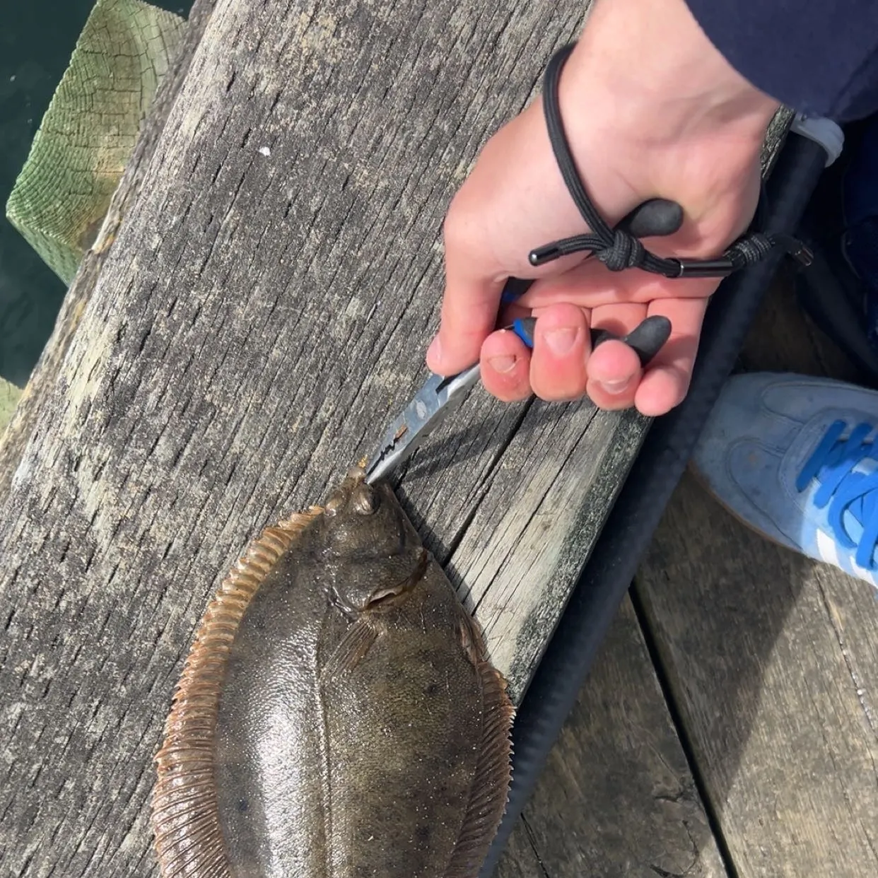 The most recent Winter flounder catches on Fishbrain
