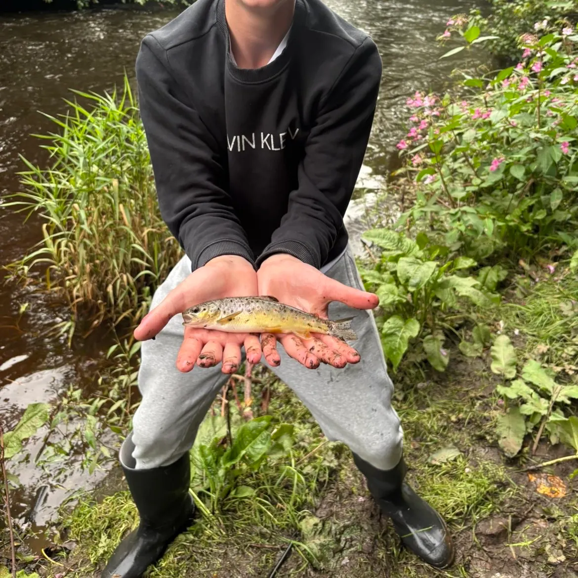 Brown trout caught on Fishbrain