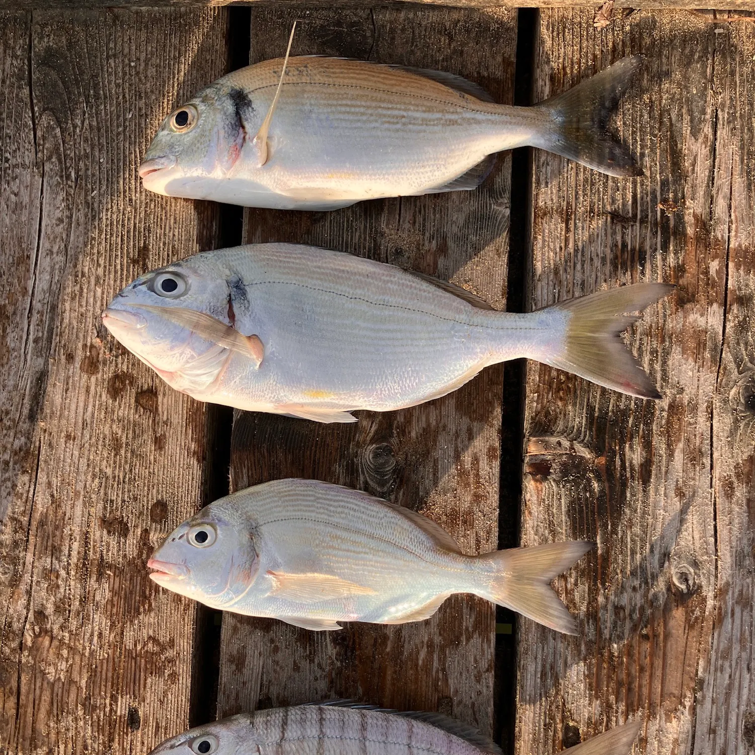 recently logged catches