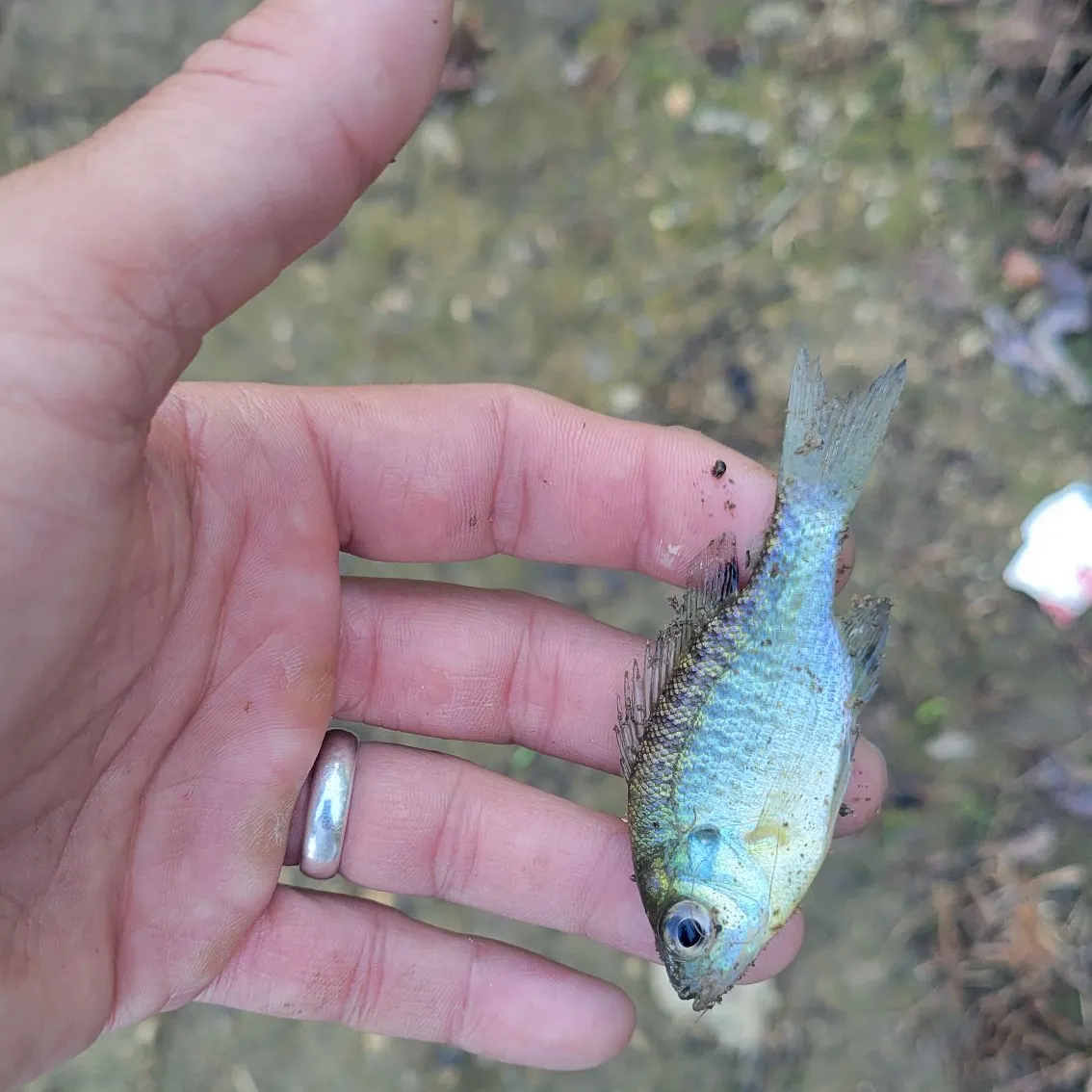 Bluegill caught on Fishbrain