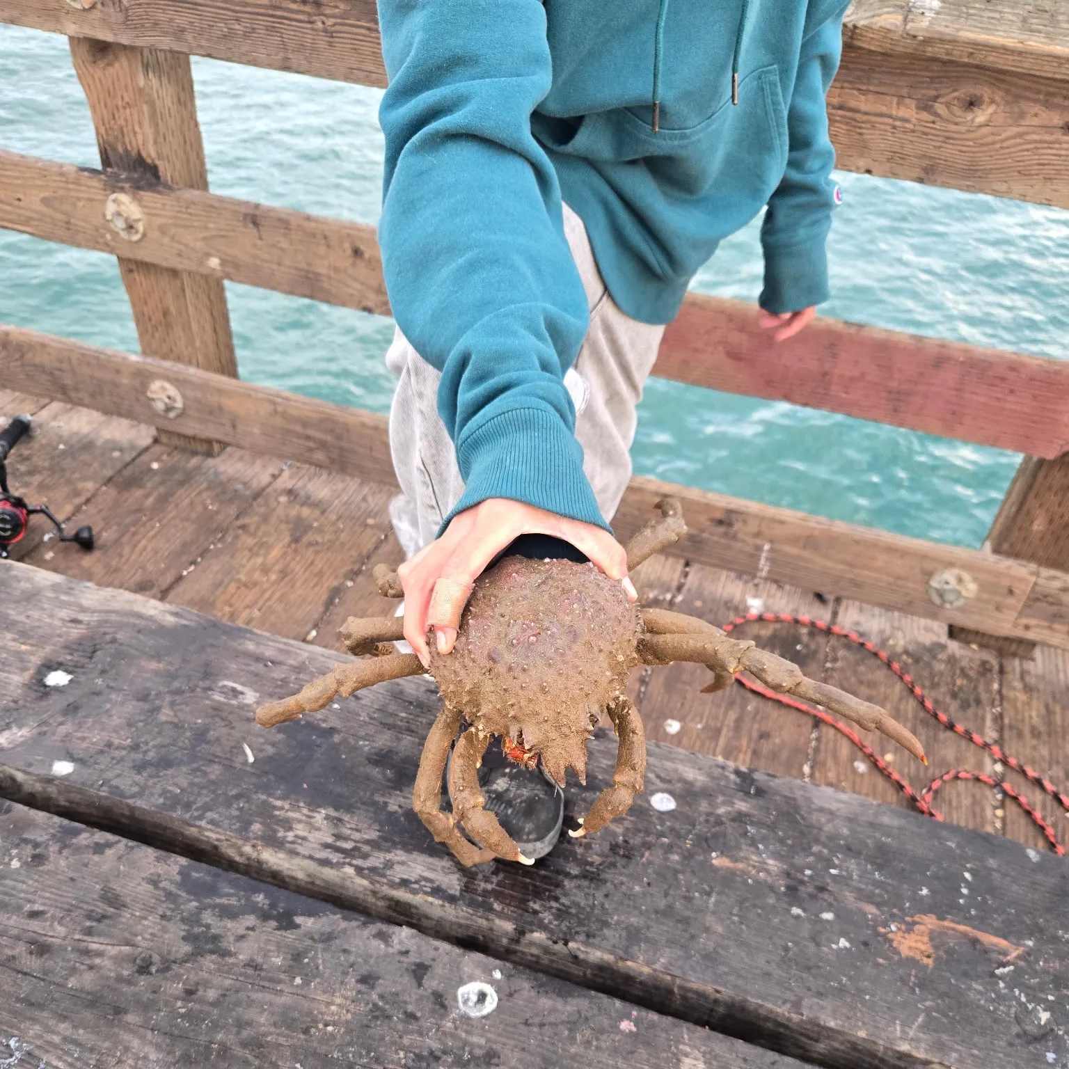 The most recent Sheep crab catches on Fishbrain