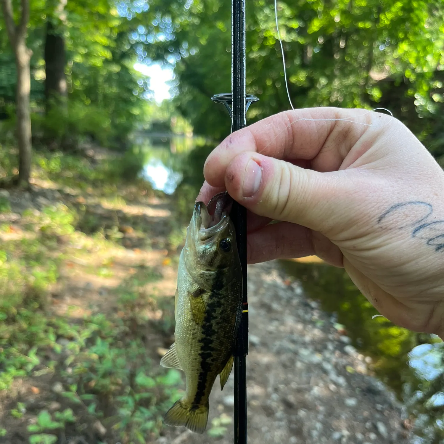 Largemouth bass caught on Fishbrain
