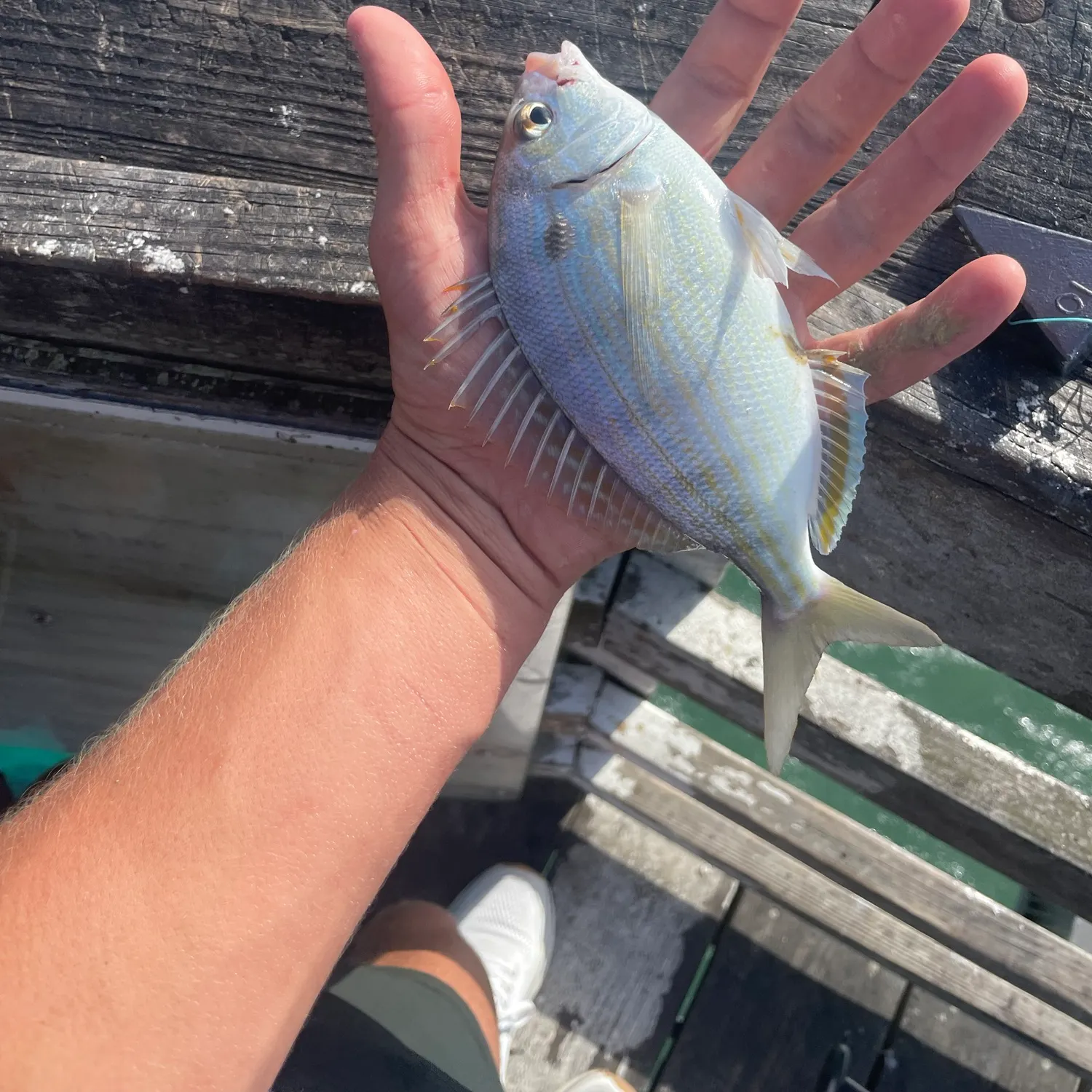Pinfish caught on Fishbrain