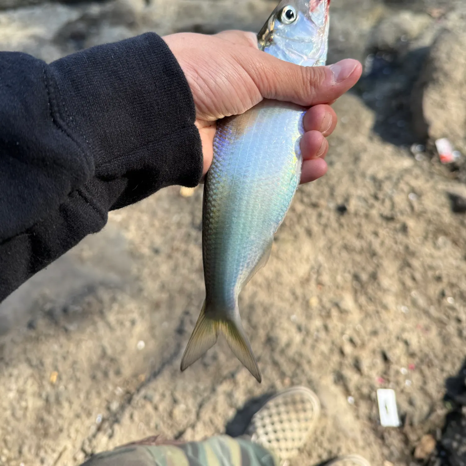 The most recent American shad catches on Fishbrain