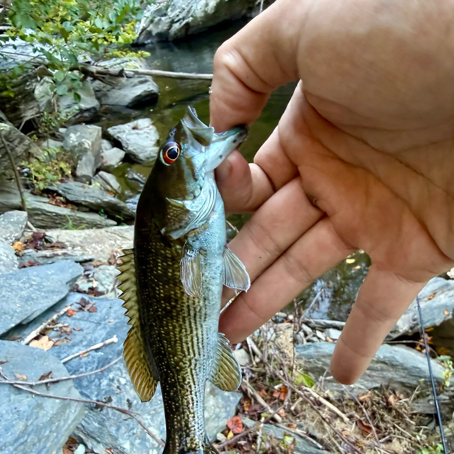 Redeye bass caught on Fishbrain