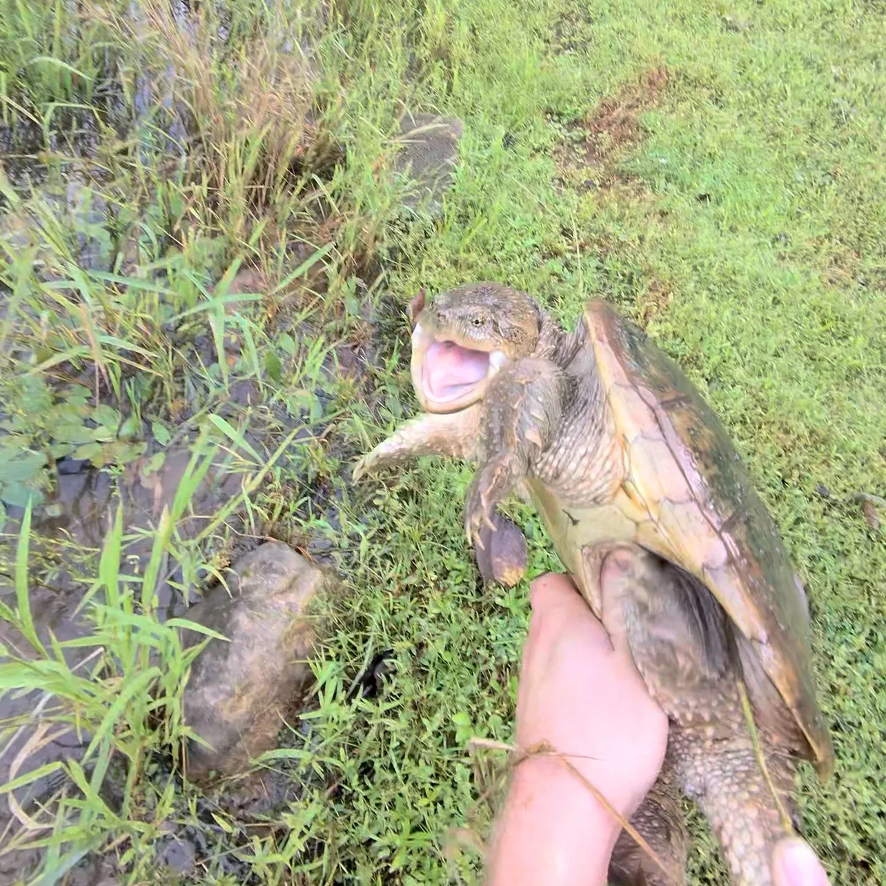 Common snapping turtle caught on Fishbrain