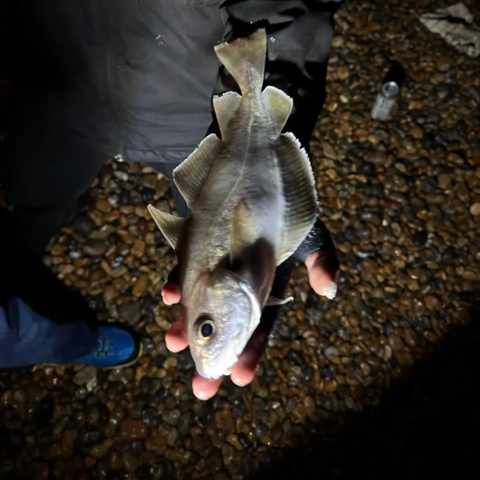 The most recent Pouting catches on Fishbrain