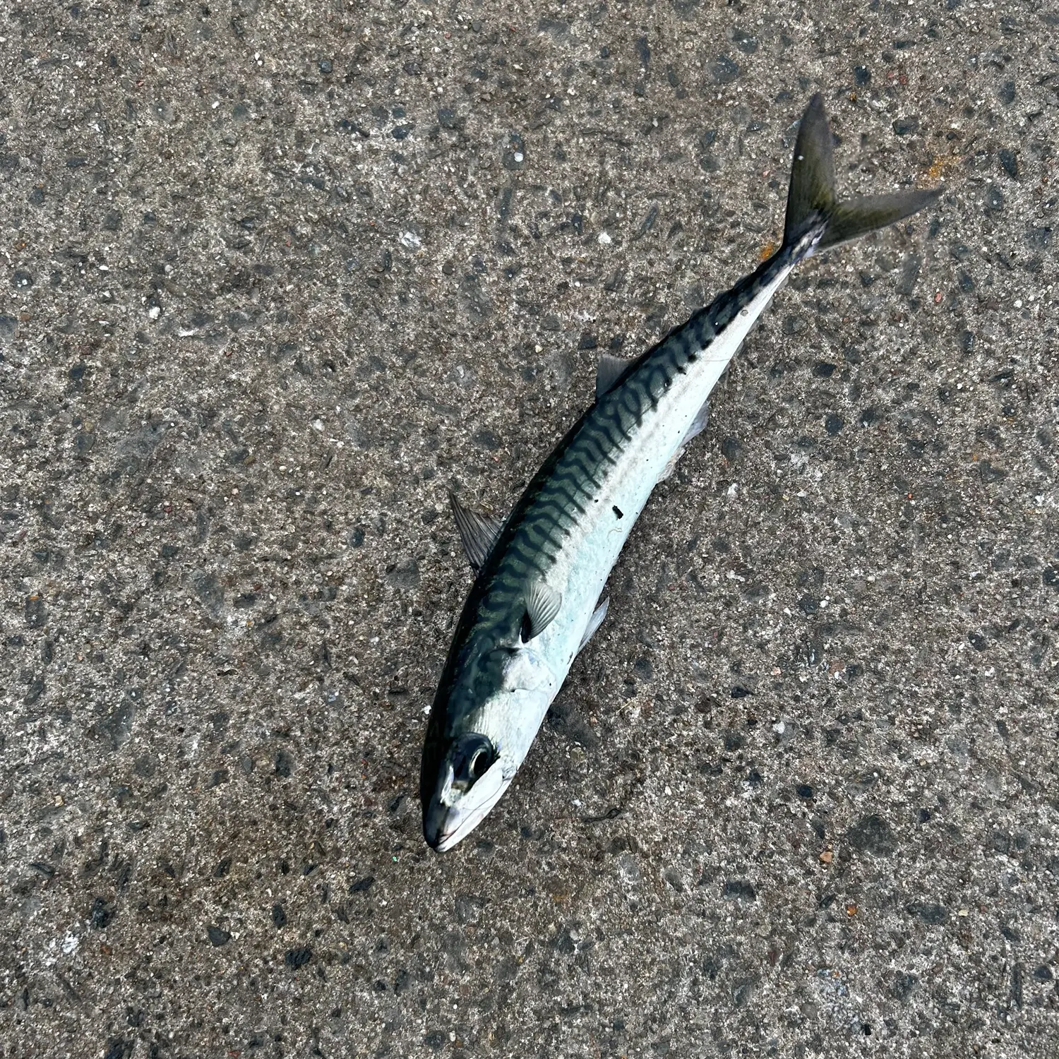 Atlantic mackerel caught on Fishbrain