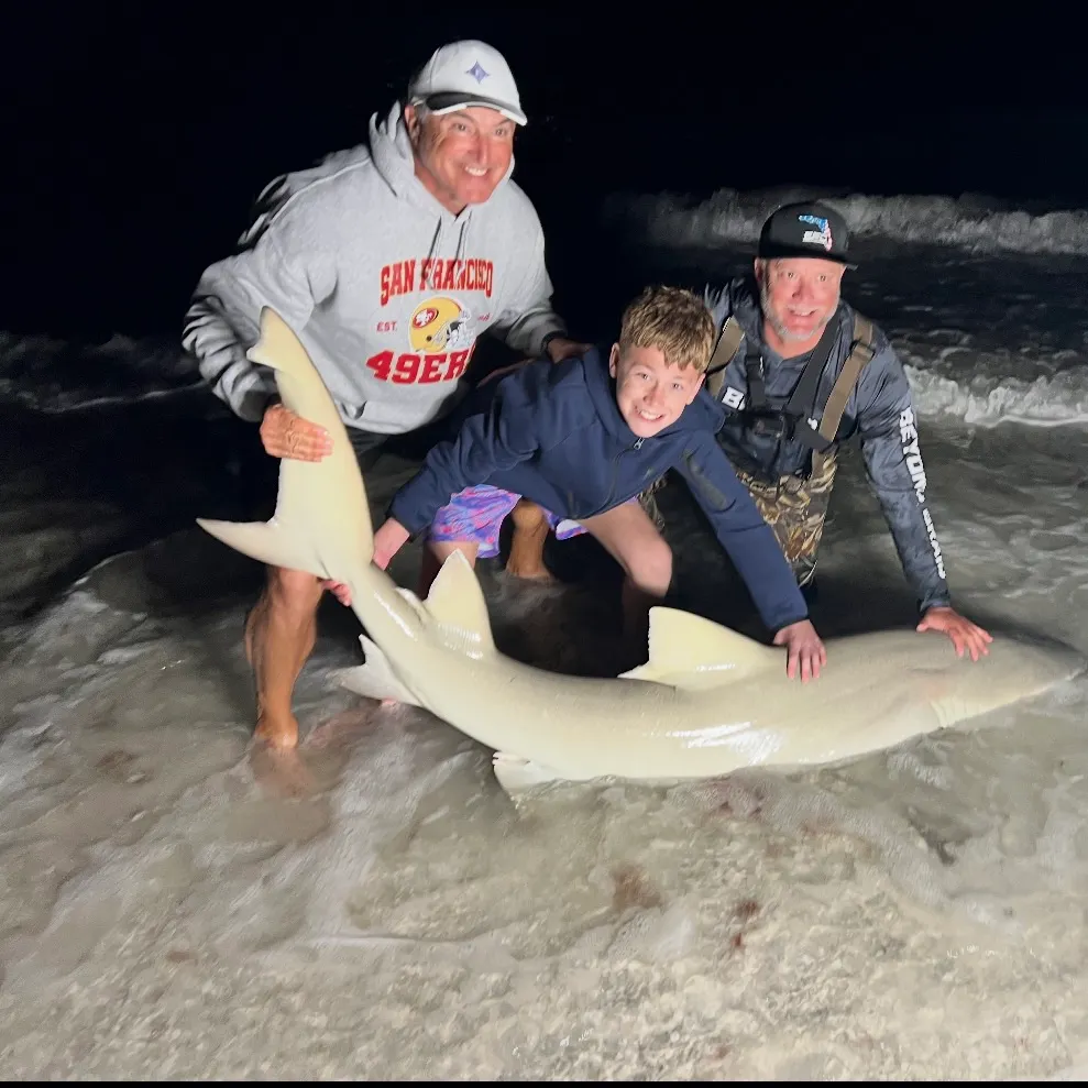 Sandbar shark caught on Fishbrain