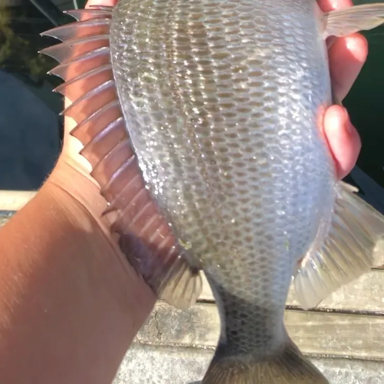 The most recent Southern black bream catches on Fishbrain