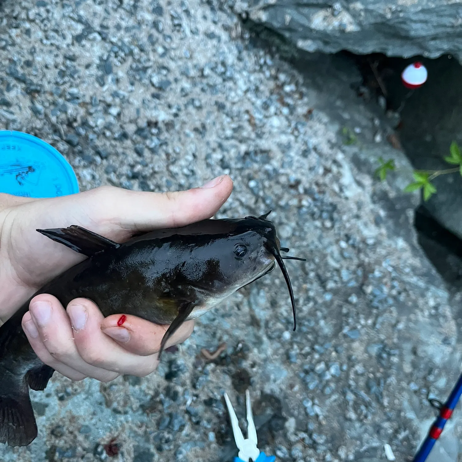 The most recent Brown bullhead catches on Fishbrain