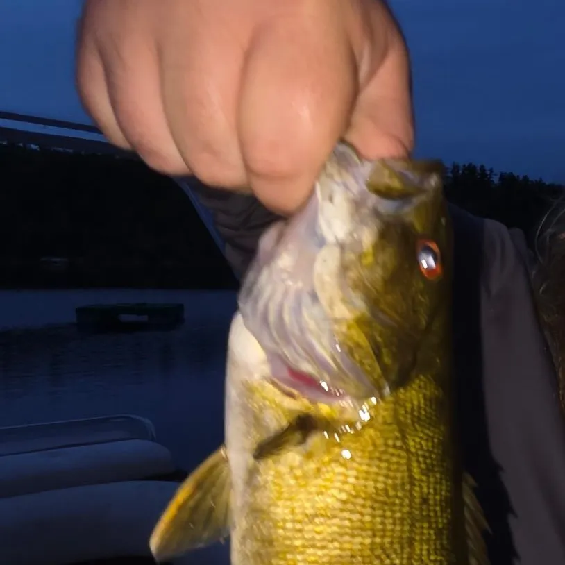 Smallmouth bass caught on Fishbrain