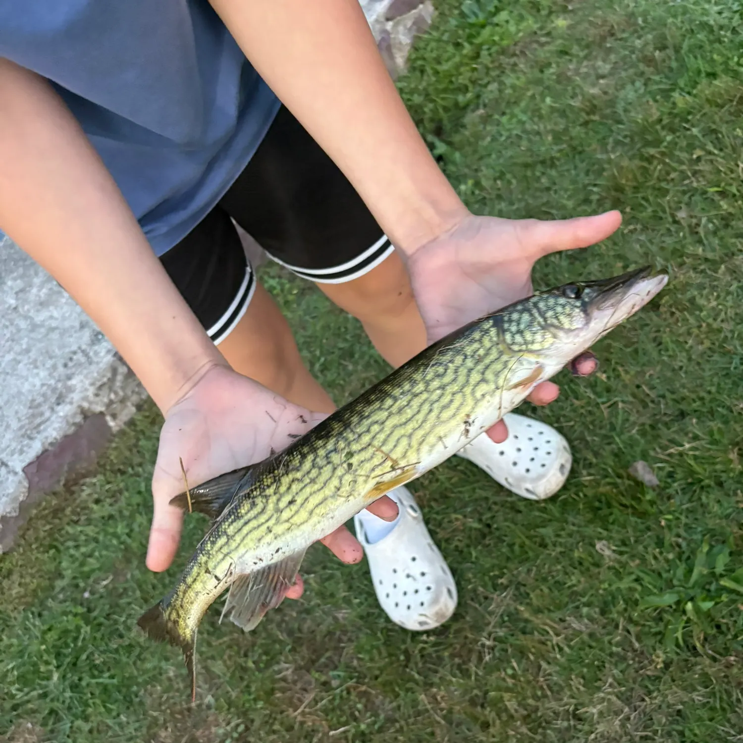 Chain pickerel caught on Fishbrain