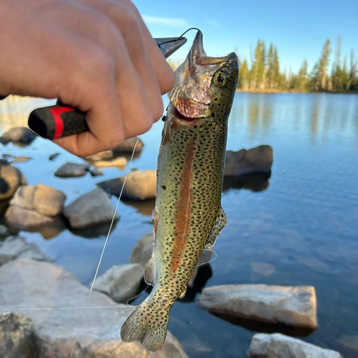 Rainbow trout caught on Fishbrain