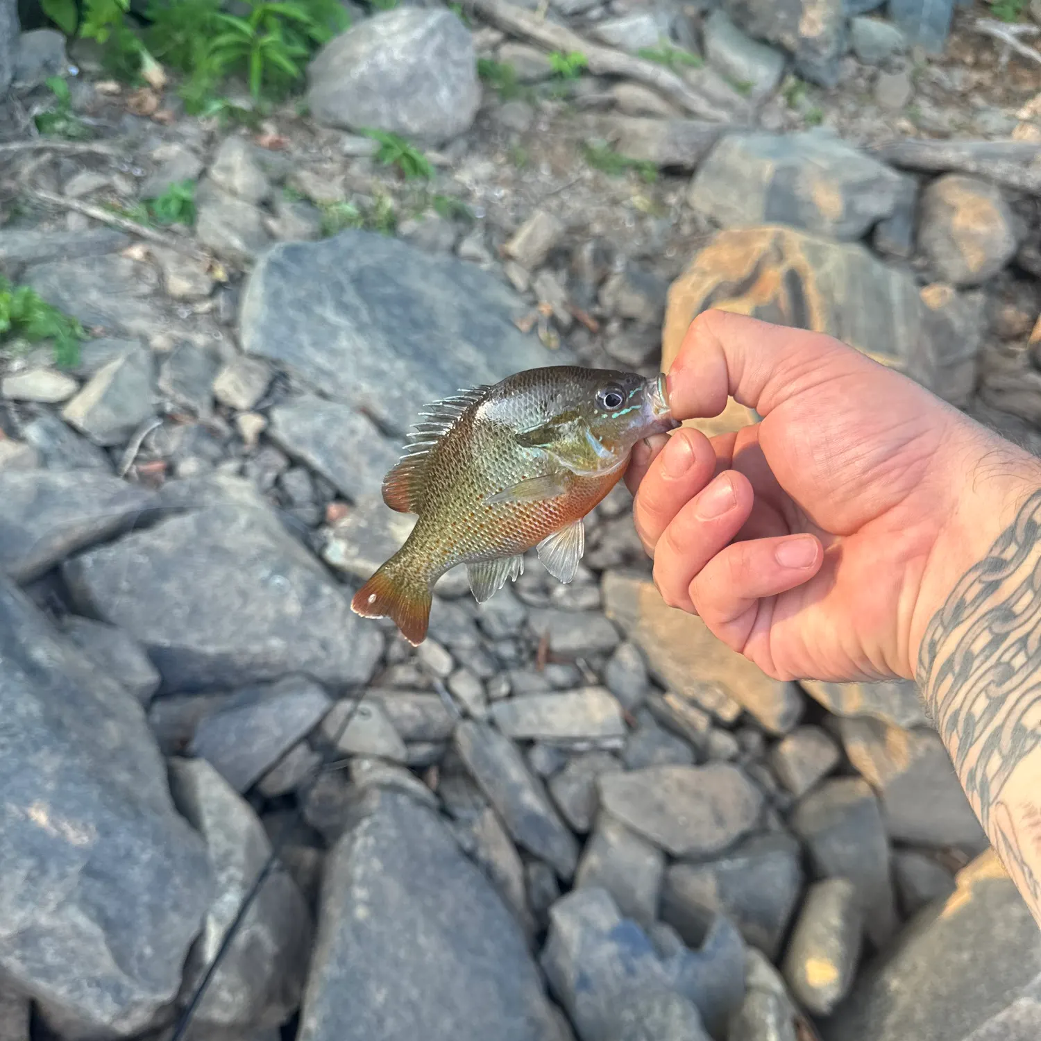recently logged catches