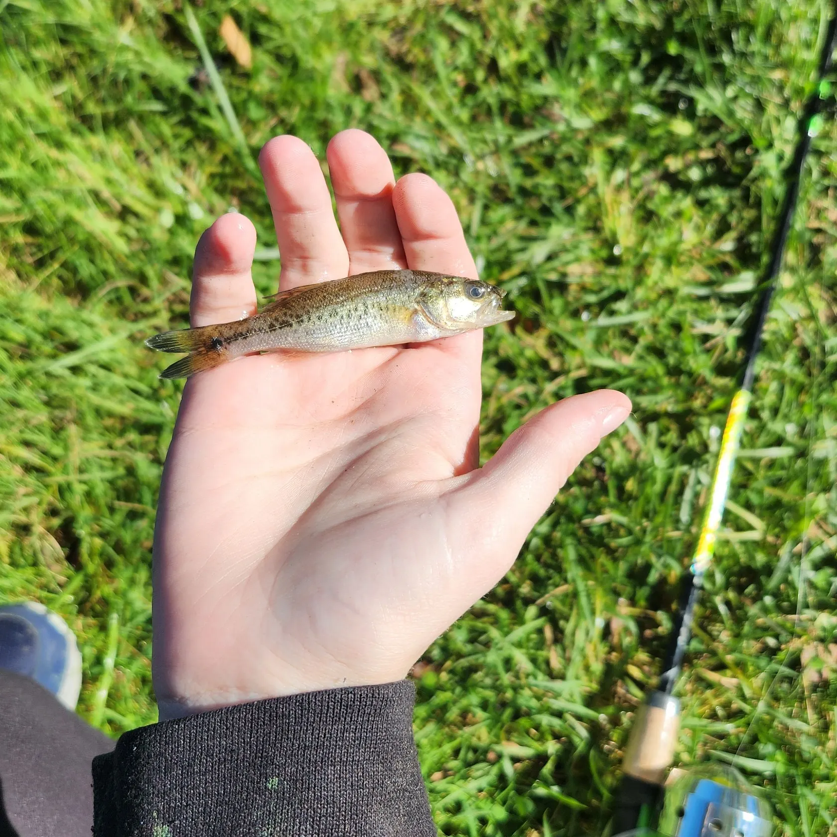 Fish caught on Fishbrain