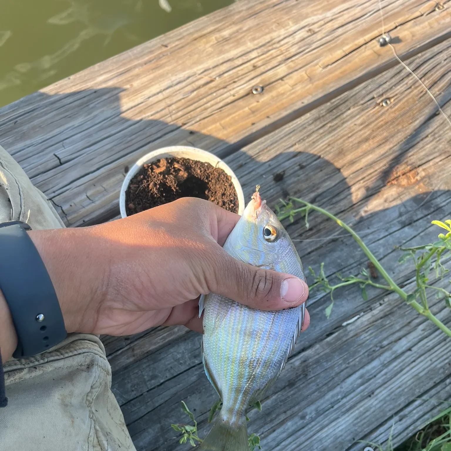 catch