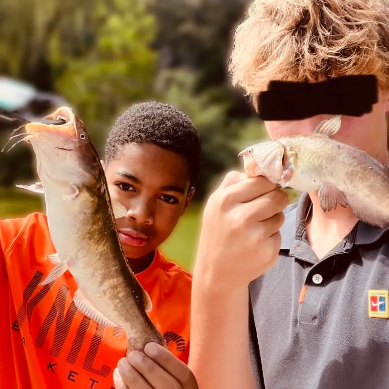 Brown bullhead caught on Fishbrain