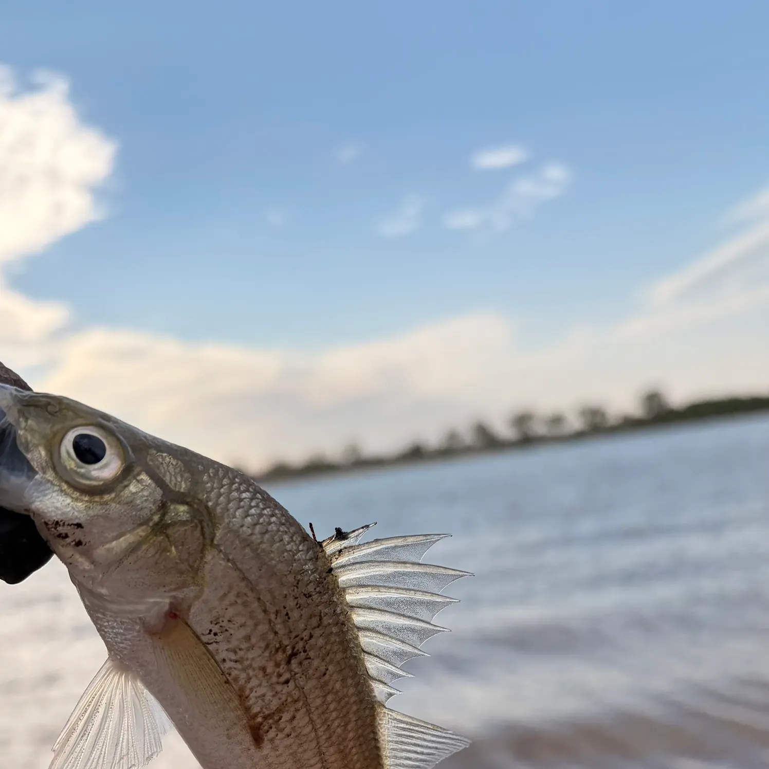 White perch caught on Fishbrain