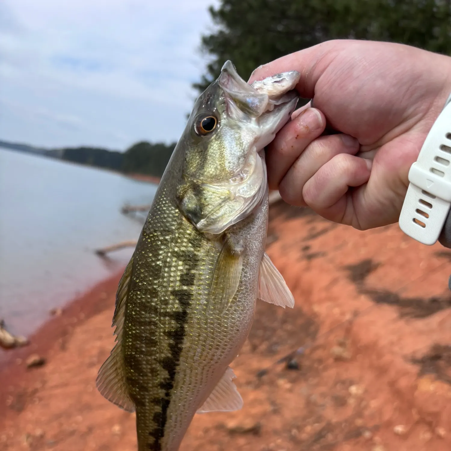 The most recent Alabama bass catches on Fishbrain