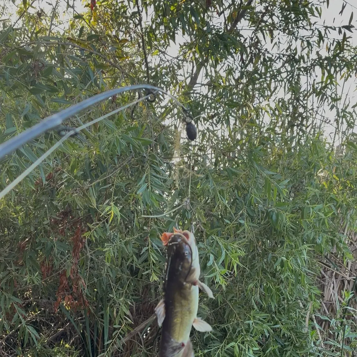 Yellow bullhead caught on Fishbrain