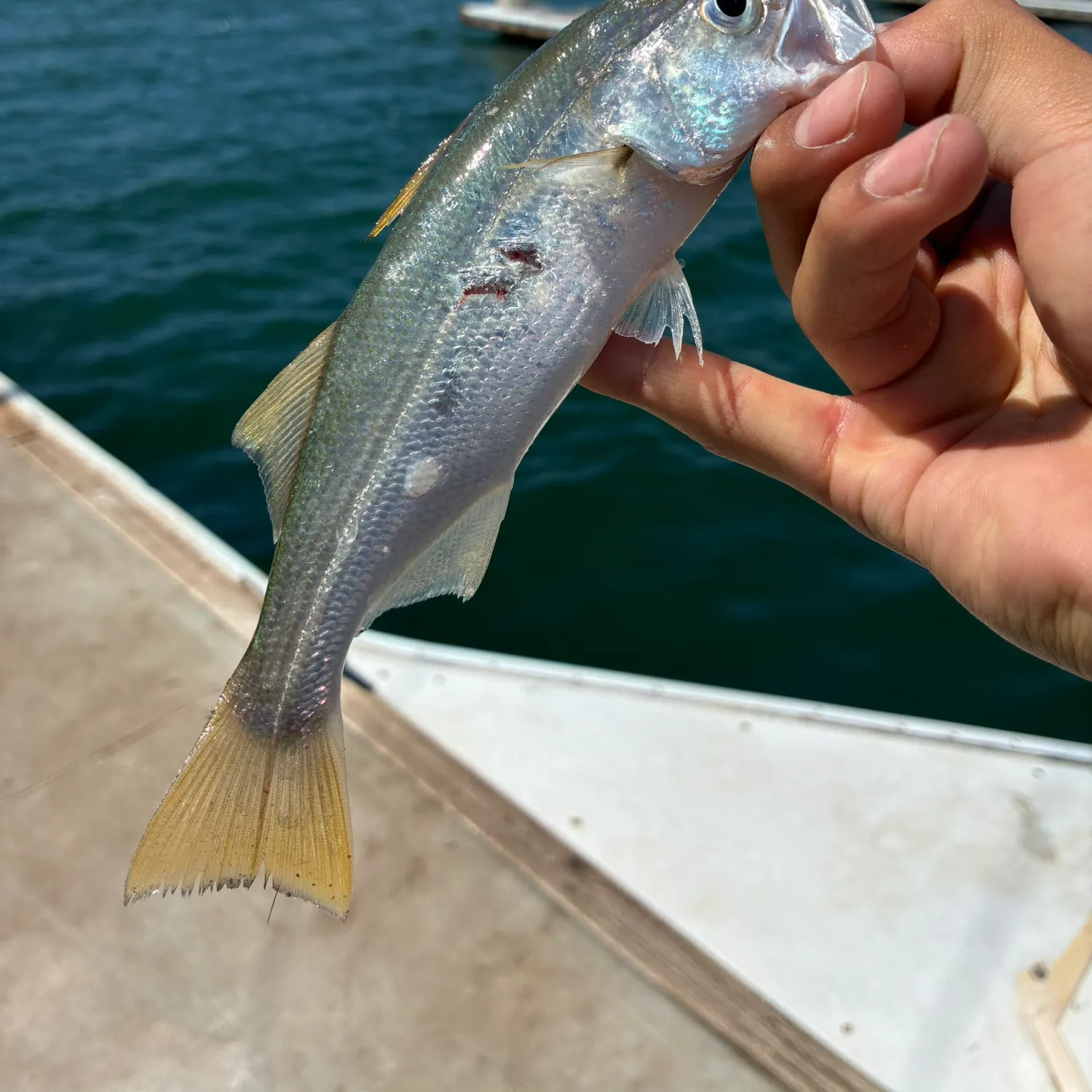 The most recent Queenfish catches on Fishbrain