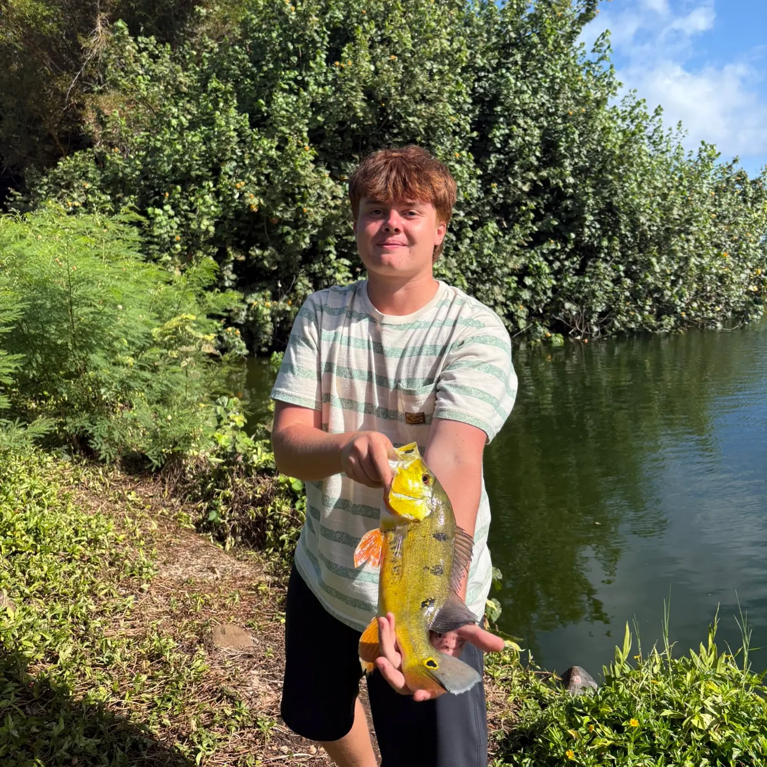 Butterfly peacock bass caught on Fishbrain