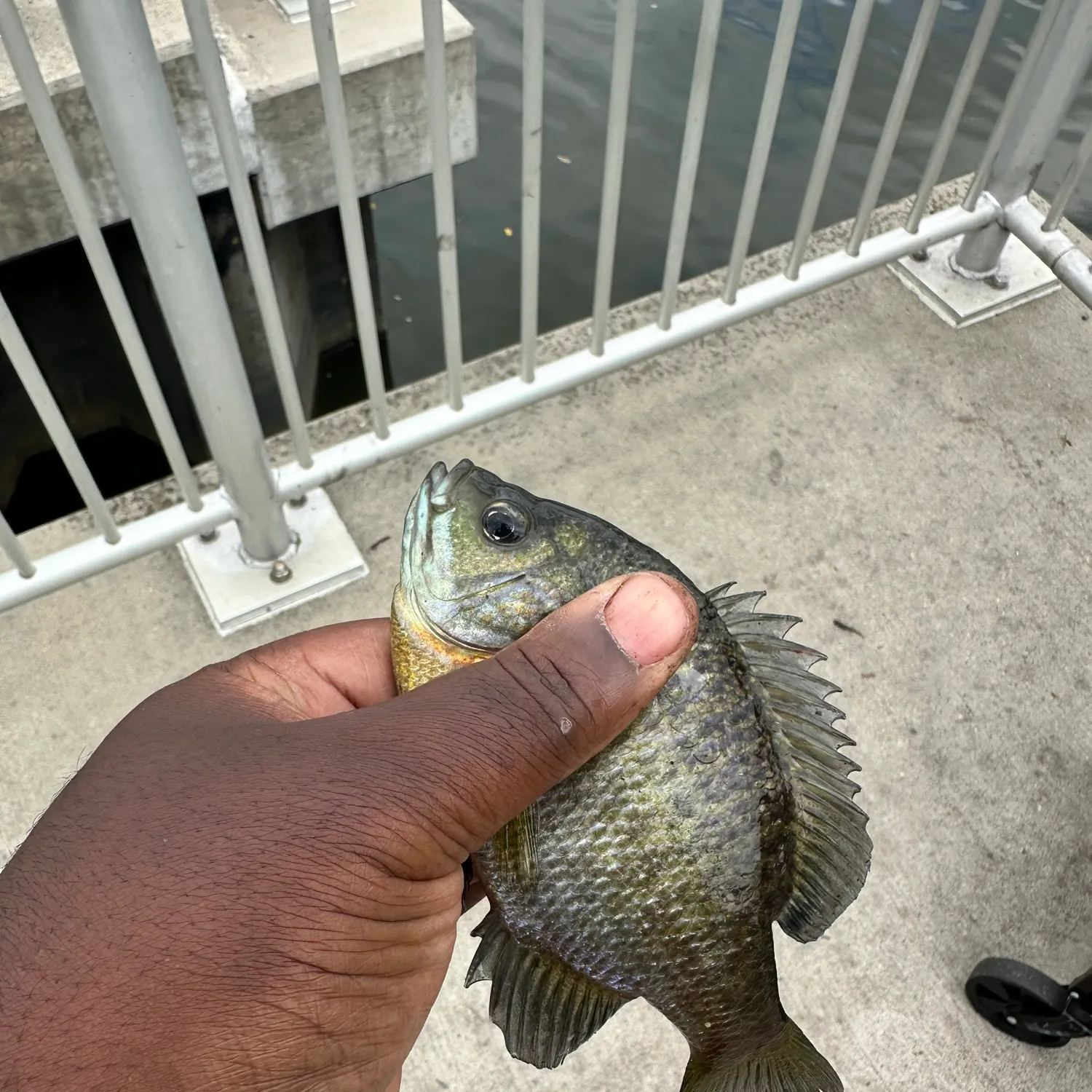 Bluegill caught on Fishbrain