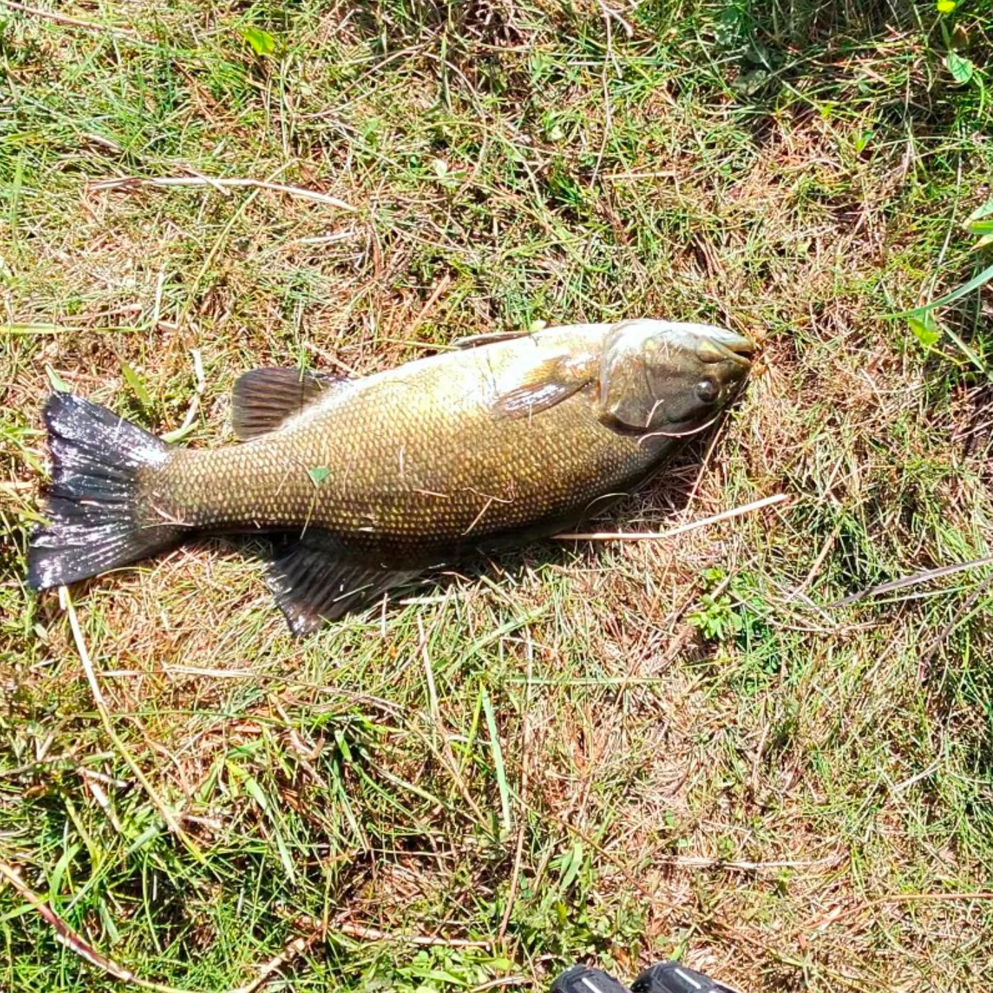 Smallmouth bass caught on Fishbrain