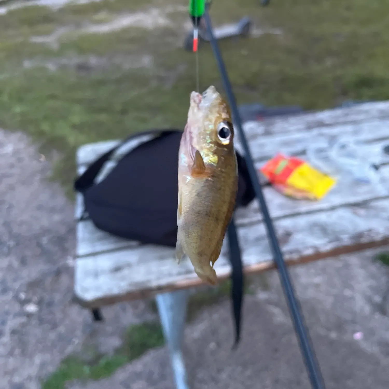 The most recent Eurasian ruffe catches on Fishbrain