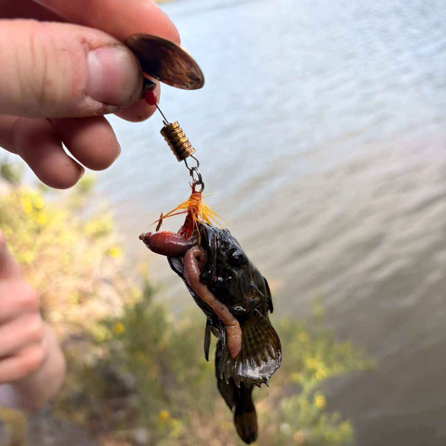 The most recent Prickly sculpin catches on Fishbrain