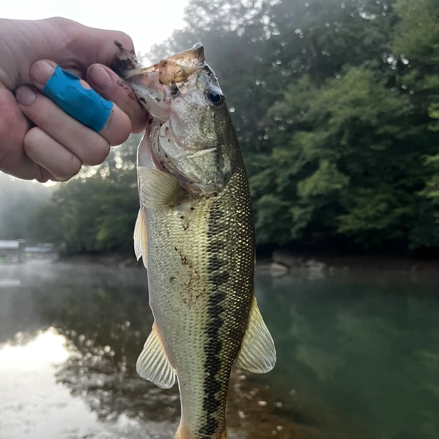 Spotted bass caught on Fishbrain