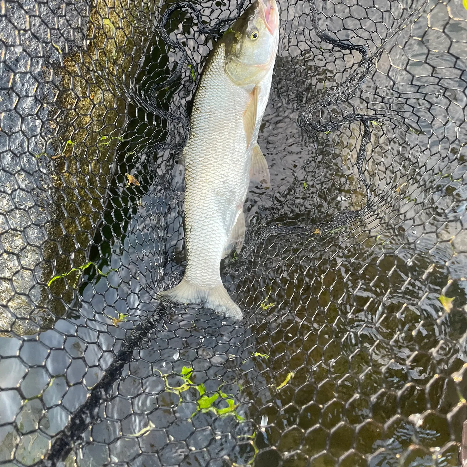 The most recent Asp catches on Fishbrain