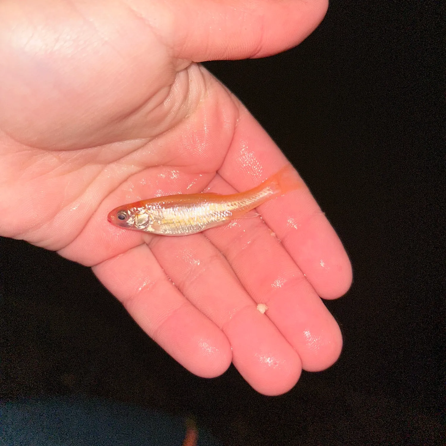 The most recent Fathead minnow catches on Fishbrain