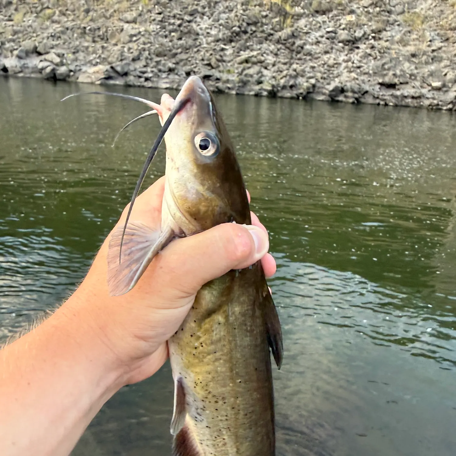 Channel catfish caught on Fishbrain