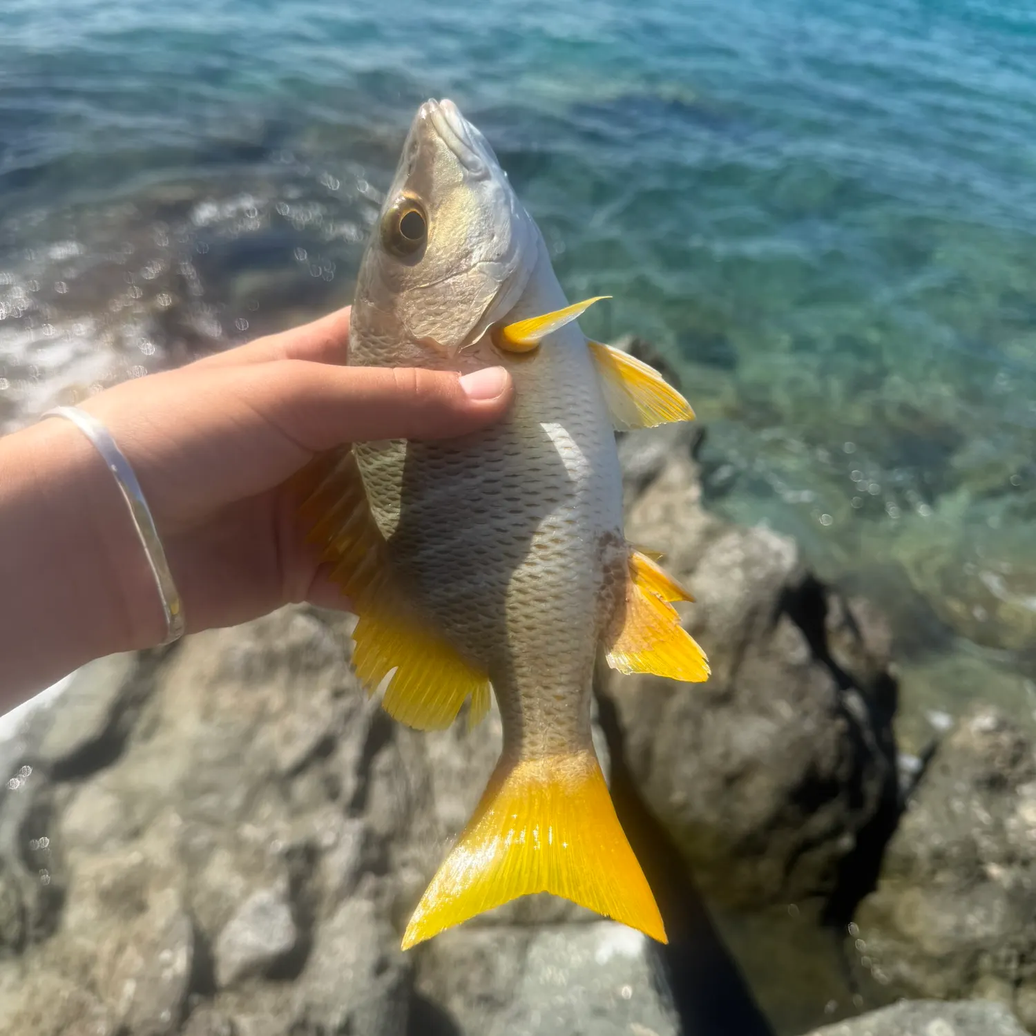 The most recent Schoolmaster snapper catches on Fishbrain