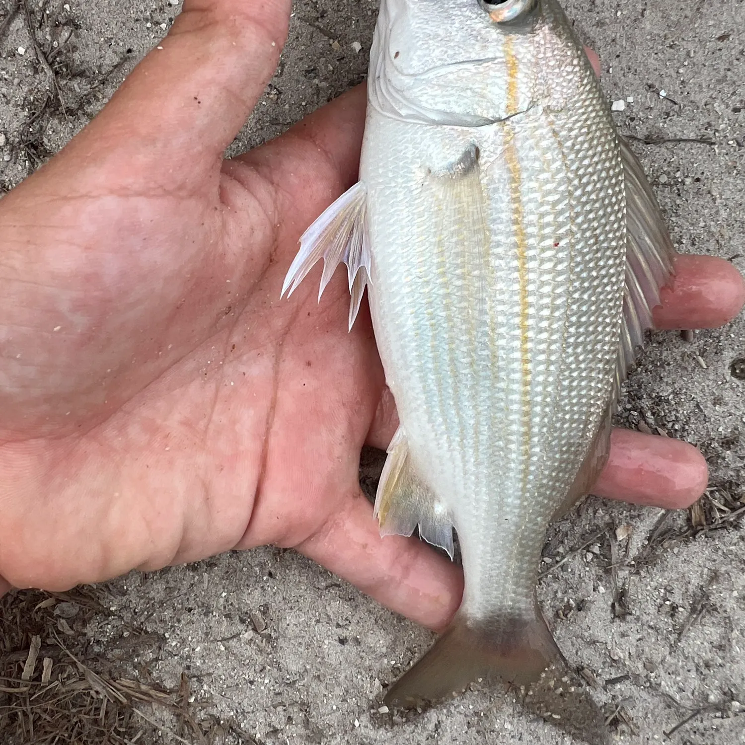 The most recent Tomtate grunt catches on Fishbrain