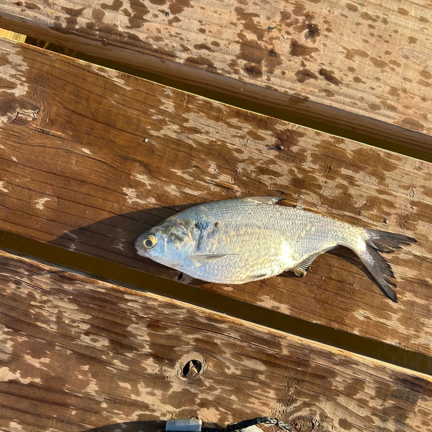 The most recent American gizzard shad catches on Fishbrain