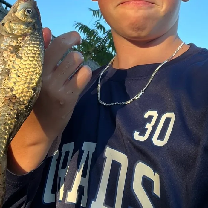 Crucian carp caught on Fishbrain