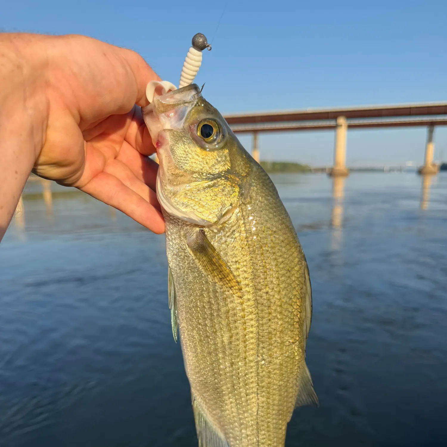 White bass caught on Fishbrain