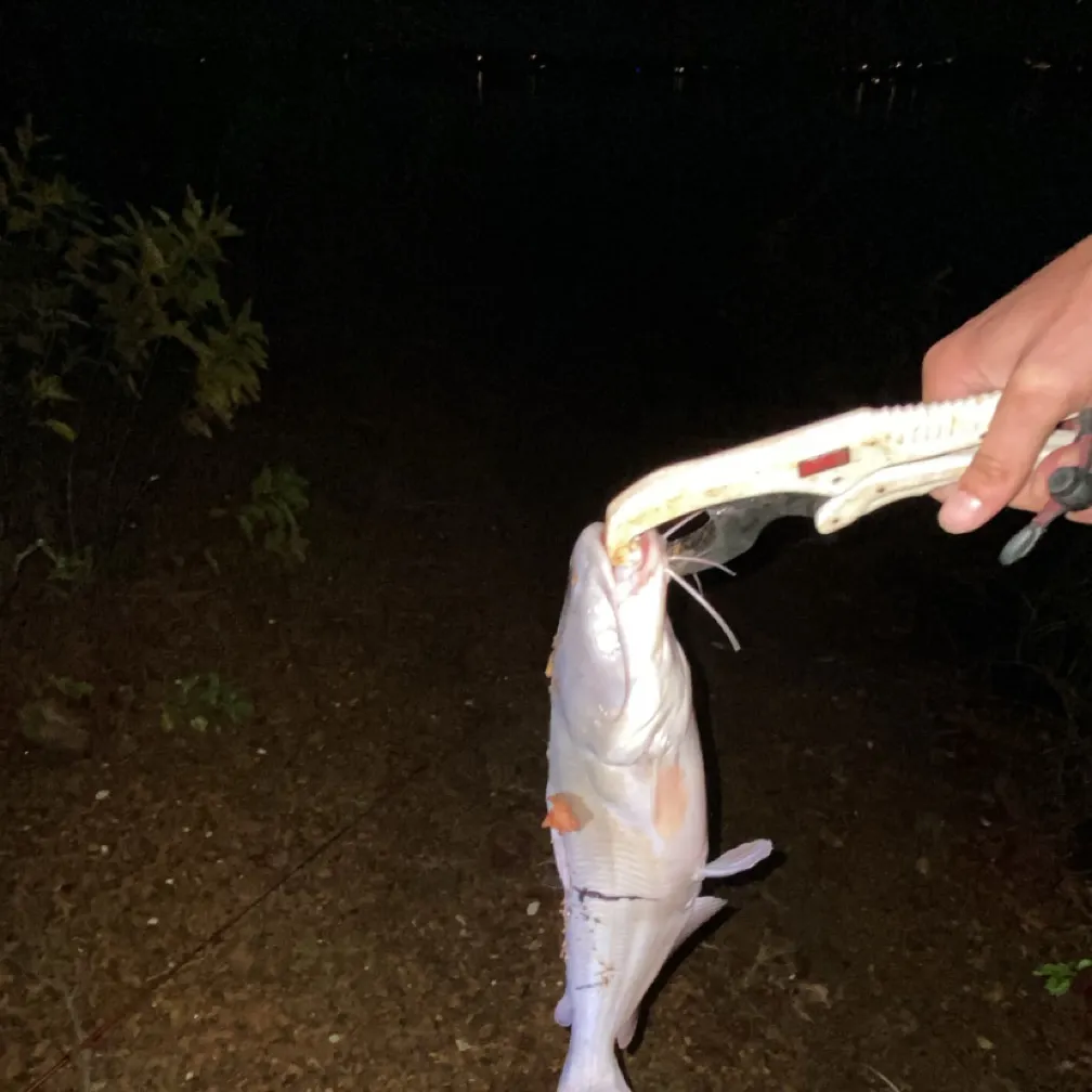 The most recent Blue catfish catches on Fishbrain