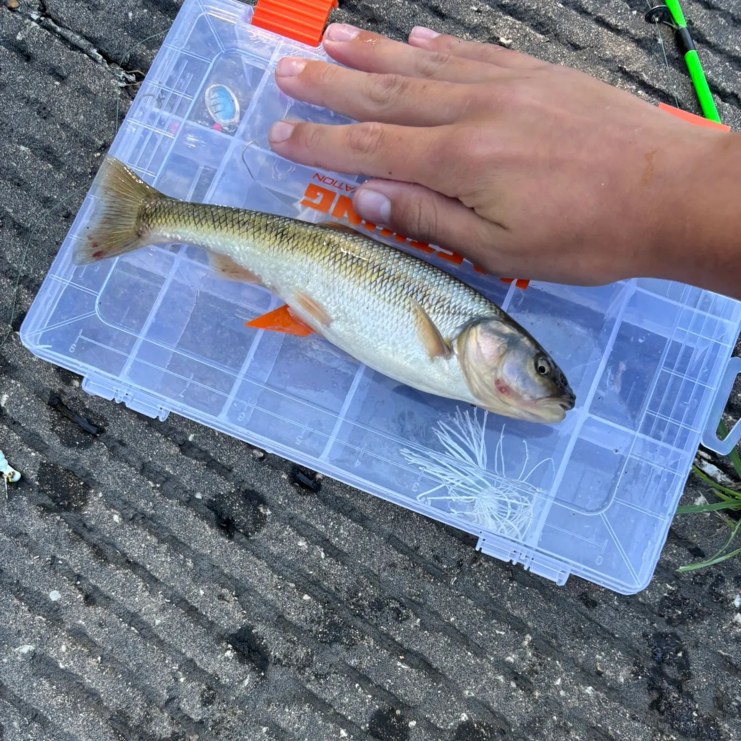 Hornyhead chub caught on Fishbrain