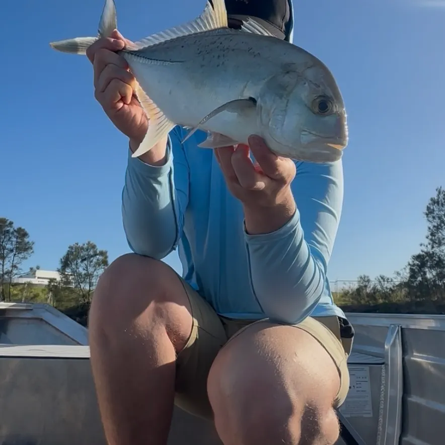The most recent Giant trevally catches on Fishbrain
