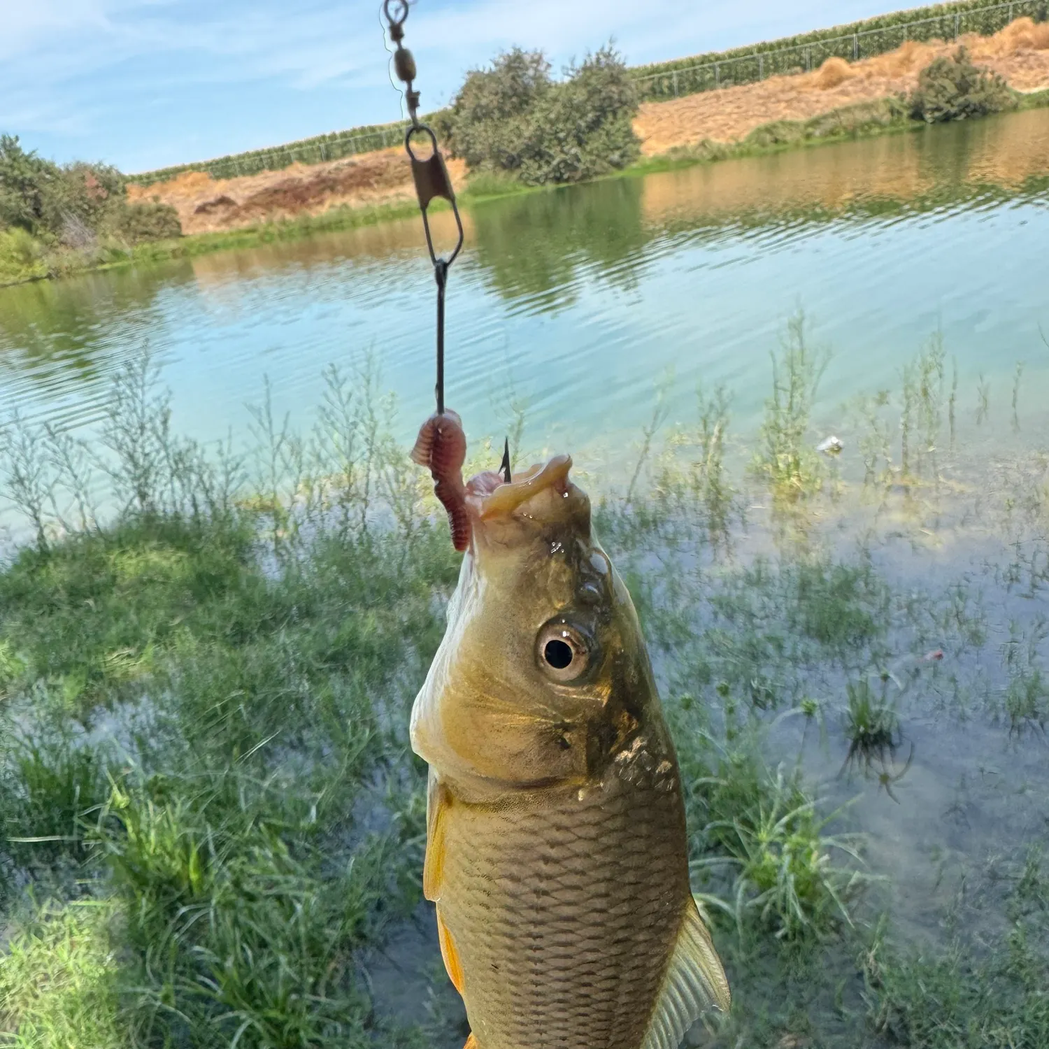 Common carp caught on Fishbrain