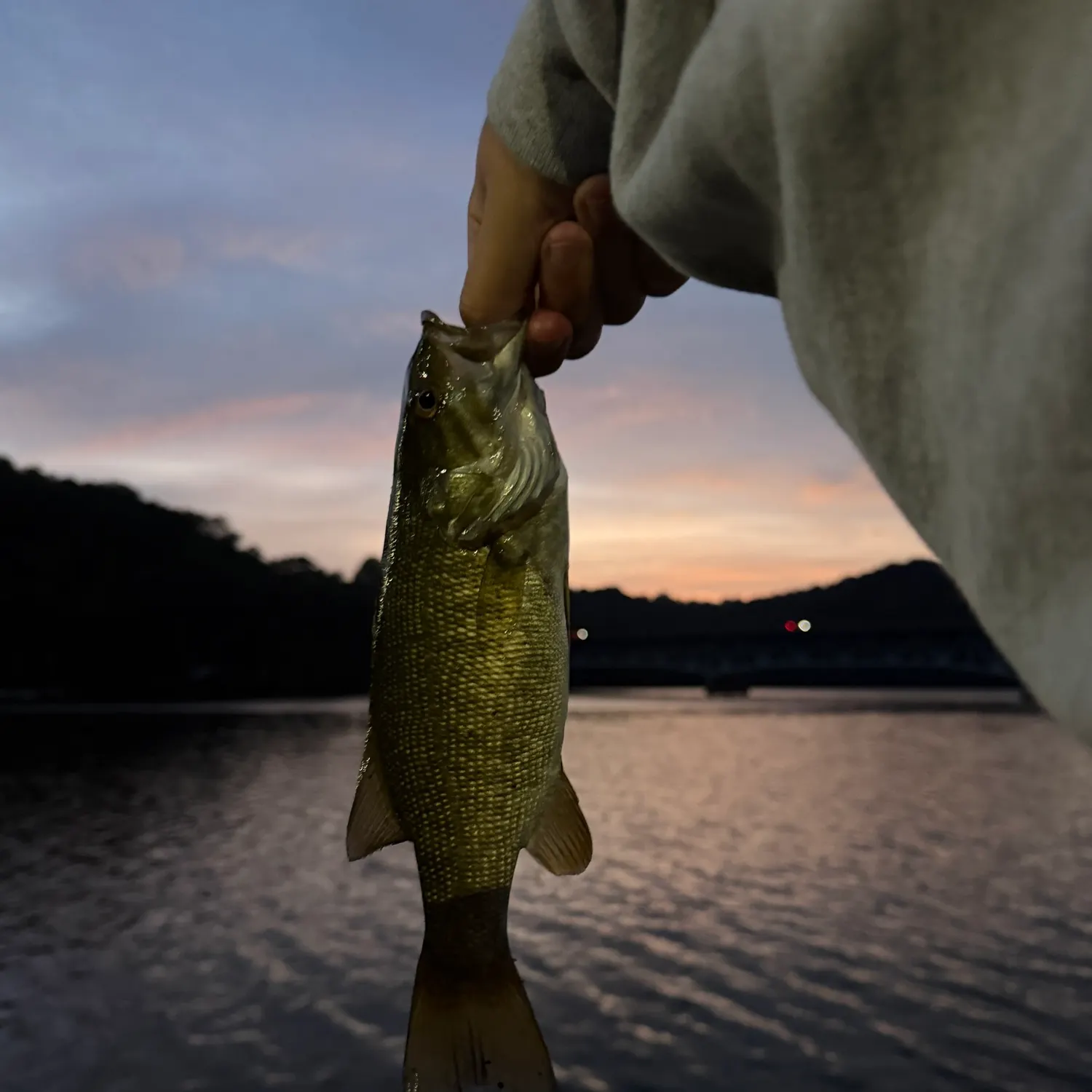 Smallmouth bass caught on Fishbrain