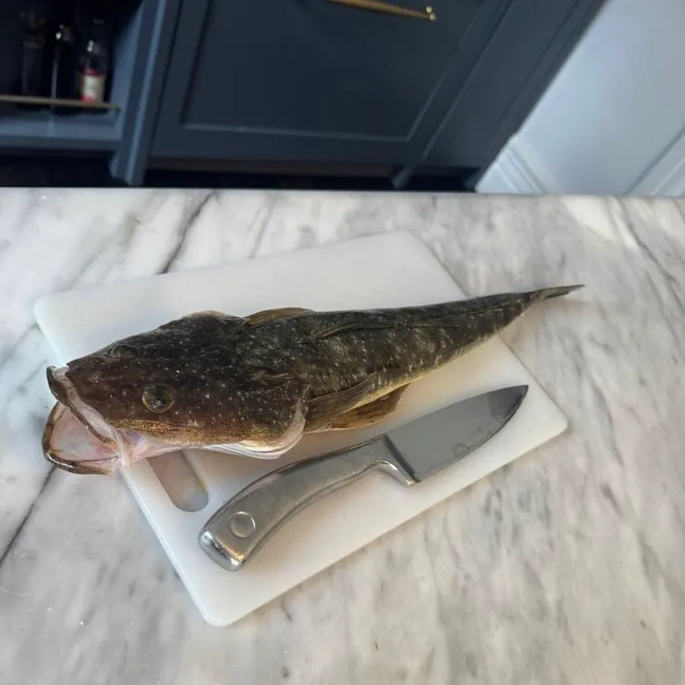 The most recent Dusky flathead catches on Fishbrain