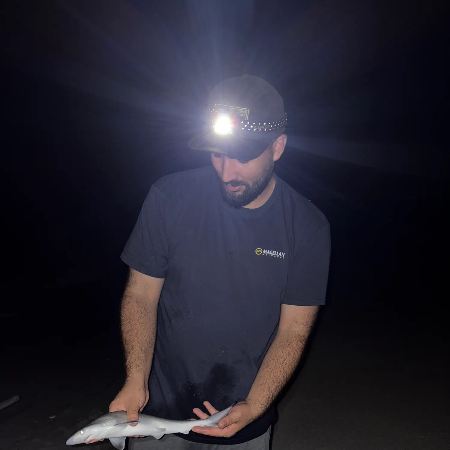 Atlantic sharpnose shark caught on Fishbrain